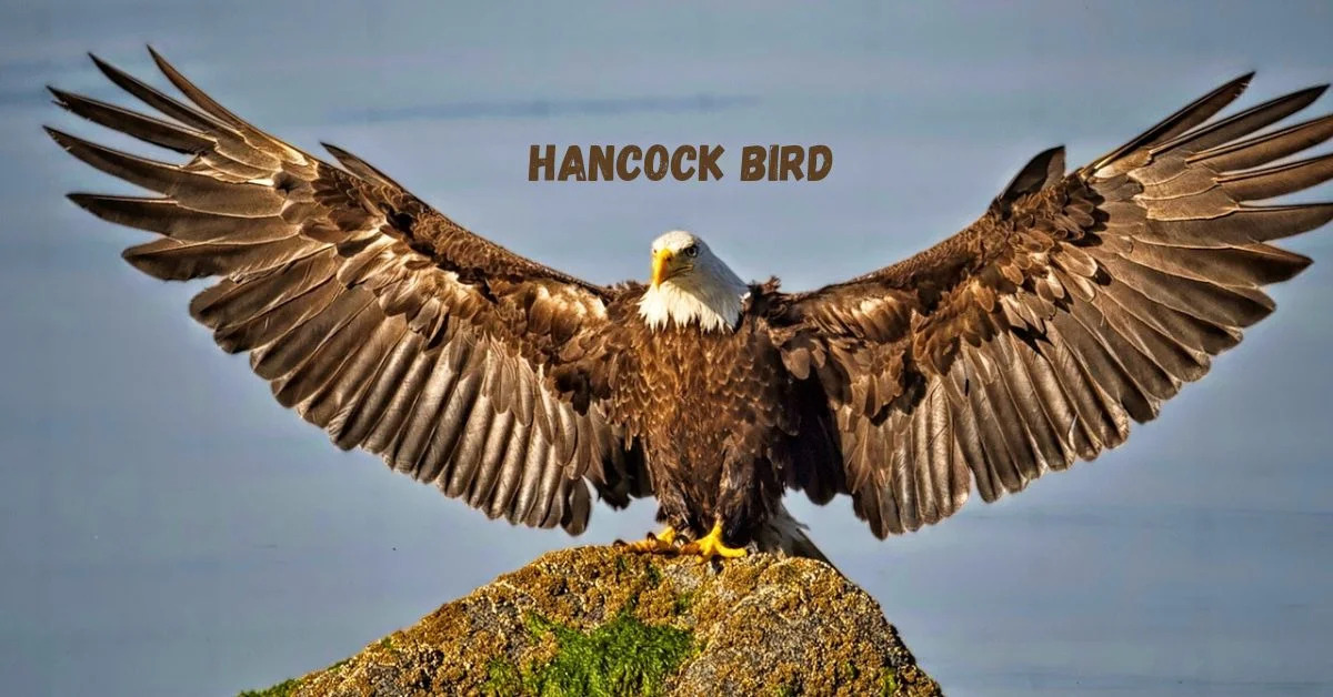 The Hancock Bird, A Symbol Of Nature And Culture